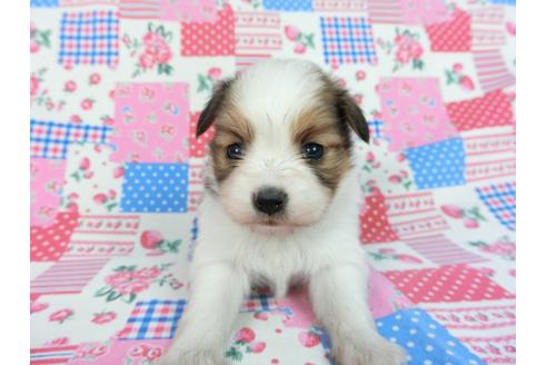 成約済の千葉県のパピヨン-93052の8枚目
