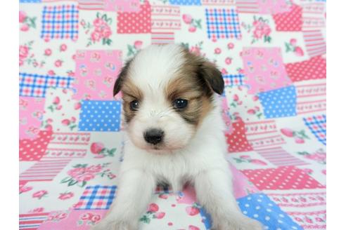 成約済の千葉県のパピヨン-93052の7枚目