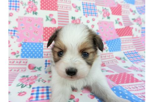 成約済の千葉県のパピヨン-93052の6枚目