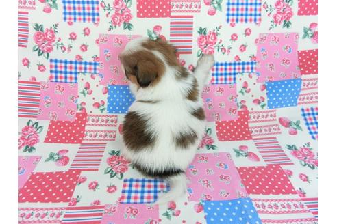 成約済の千葉県のパピヨン-93052の5枚目