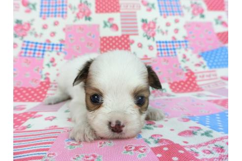 成約済の千葉県のパピヨン-93054の7枚目