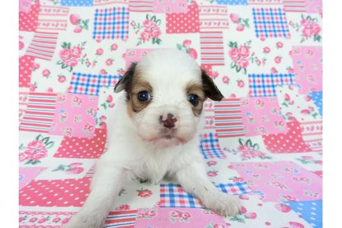 成約済の千葉県のパピヨン-93054の6枚目