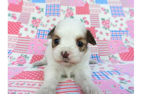 成約済の千葉県のパピヨン-93054の5枚目