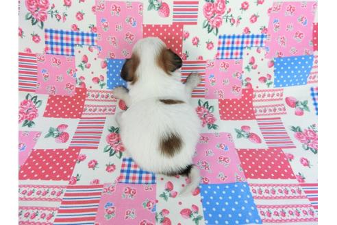 成約済の千葉県のパピヨン-93054の4枚目