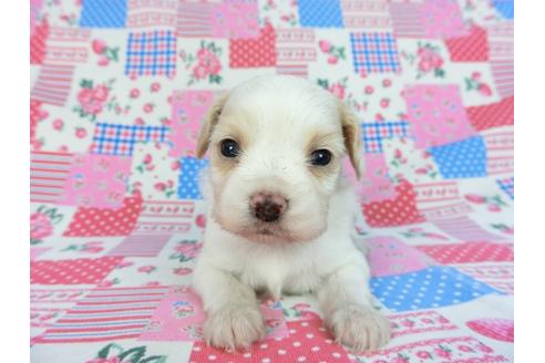 成約済の千葉県のパピヨン-93059の12枚目