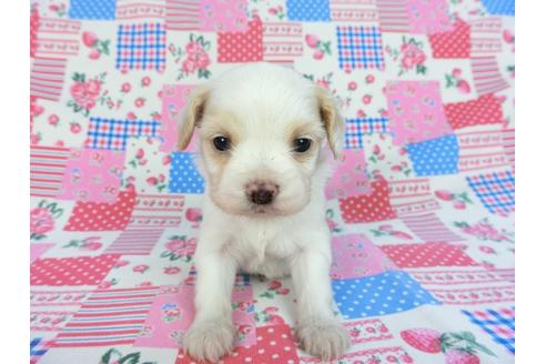 成約済の千葉県のパピヨン-93059の11枚目