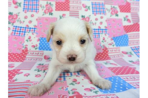 成約済の千葉県のパピヨン-93059の10枚目
