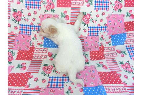 成約済の千葉県のパピヨン-93059の9枚目