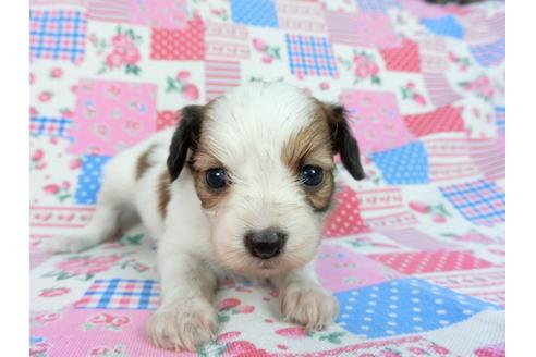 成約済の千葉県のパピヨン-93061の1枚目