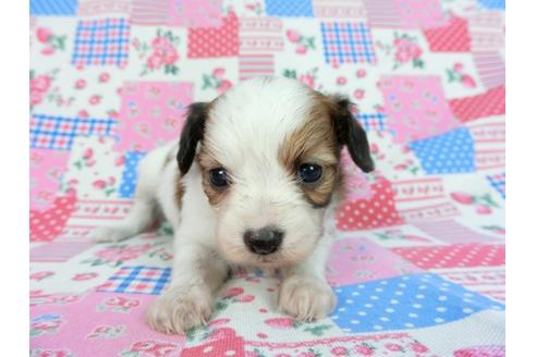 成約済の千葉県のパピヨン-93061の4枚目