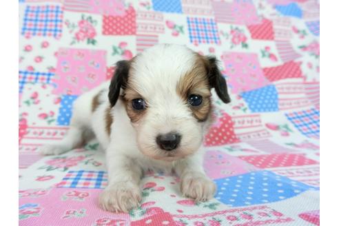 成約済の千葉県のパピヨン-93061の3枚目