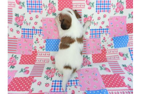 成約済の千葉県のパピヨン-93061の2枚目