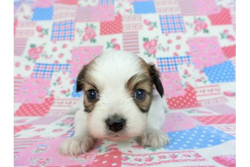 成約済の千葉県のパピヨン-93062