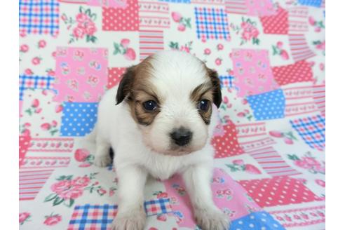 成約済の千葉県のパピヨン-93062の4枚目