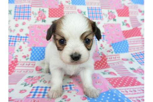 成約済の千葉県のパピヨン-93062の3枚目