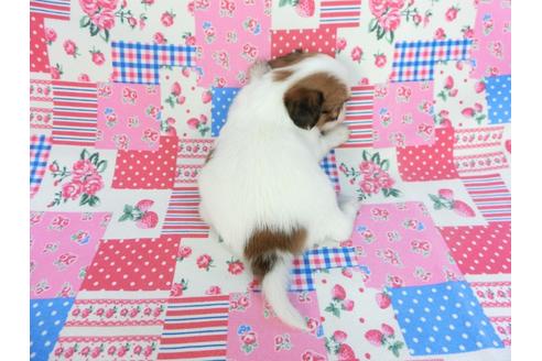 成約済の千葉県のパピヨン-93062の2枚目