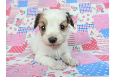 成約済の千葉県のパピヨン-93063の12枚目