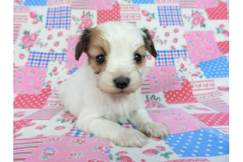 成約済の千葉県のパピヨン-93063の11枚目
