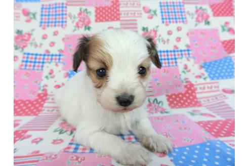 成約済の千葉県のパピヨン-93063の10枚目