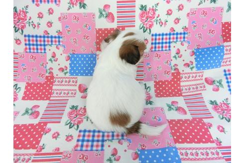 成約済の千葉県のパピヨン-93063の9枚目