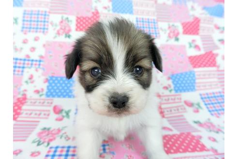 成約済の千葉県のパピヨン-93064の12枚目