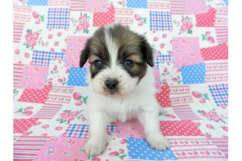 成約済の千葉県のパピヨン-93064の11枚目