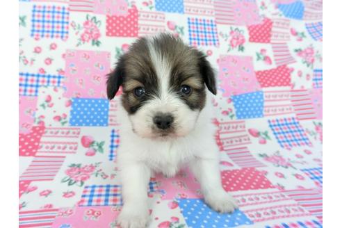 成約済の千葉県のパピヨン-93064の10枚目