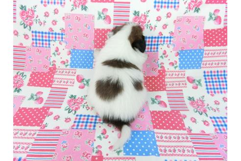 成約済の千葉県のパピヨン-93064の9枚目