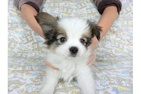 成約済の千葉県のパピヨン-93065