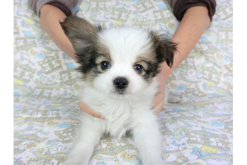 成約済の千葉県のパピヨン-93065の4枚目