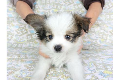 成約済の千葉県のパピヨン-93065の3枚目