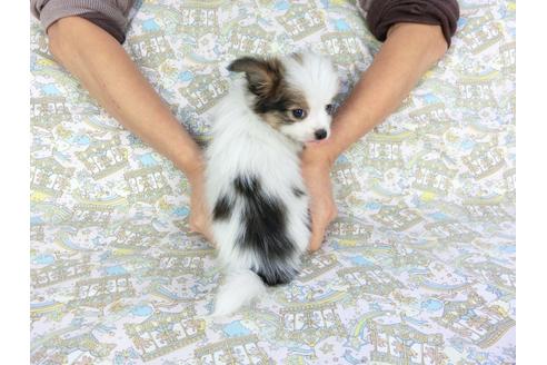 成約済の千葉県のパピヨン-93065の2枚目