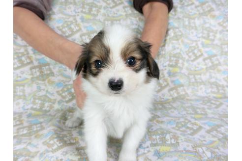 成約済の千葉県のパピヨン-93067