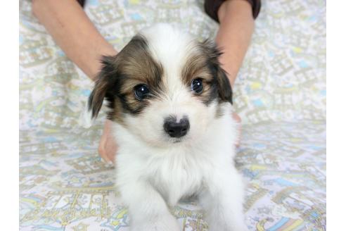 成約済の千葉県のパピヨン-93067の4枚目