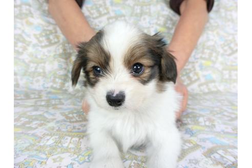 成約済の千葉県のパピヨン-93067の3枚目