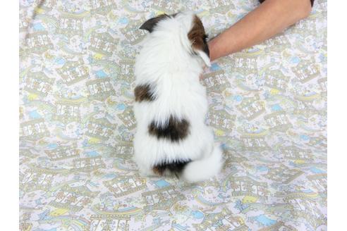 成約済の千葉県のパピヨン-93067の2枚目