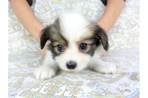 成約済の千葉県のパピヨン-93068の8枚目