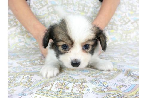 成約済の千葉県のパピヨン-93068の7枚目