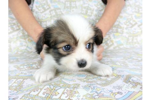 成約済の千葉県のパピヨン-93068の6枚目