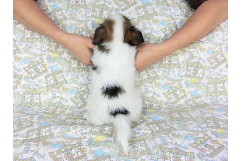 成約済の千葉県のパピヨン-93068の5枚目