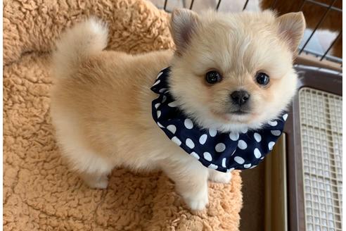 香川県のミックス ポメチワ ポメラニアン チワワ 男の子 02 07生まれ クリーム 子犬id 9 ブリーダーナビ