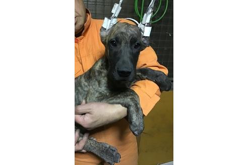 千葉県のグレートデン 女の子 19 12 24生まれ 断耳手術済みの美人さん 子犬id ブリーダーナビ