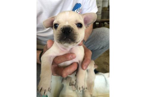 成約済の愛知県のフレンチブルドッグ-93086の1枚目