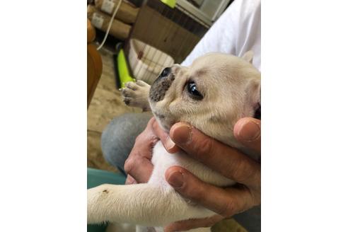 成約済の愛知県のフレンチブルドッグ-93094の2枚目