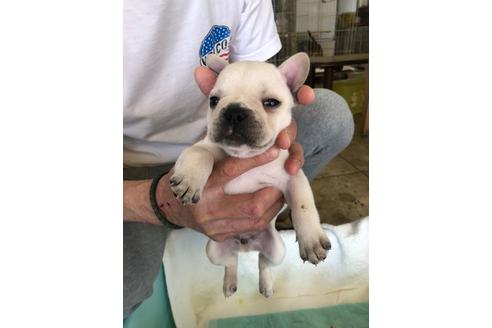 成約済の愛知県のフレンチブルドッグ-93094の1枚目
