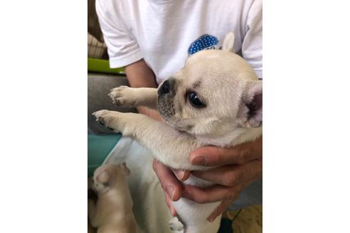 成約済の愛知県のフレンチブルドッグ-93095の2枚目