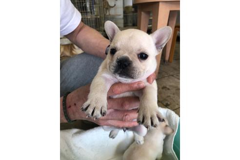 成約済の愛知県のフレンチブルドッグ-93095の3枚目