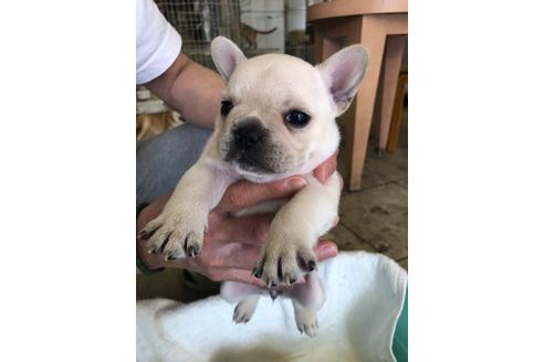 成約済の愛知県のフレンチブルドッグ-93095の1枚目