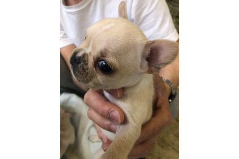 成約済の愛知県のフレンチブルドッグ-93096