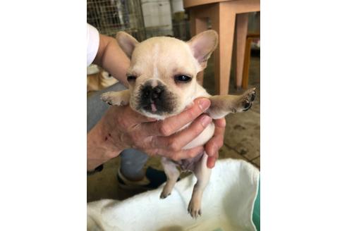 成約済の愛知県のフレンチブルドッグ-93096の4枚目